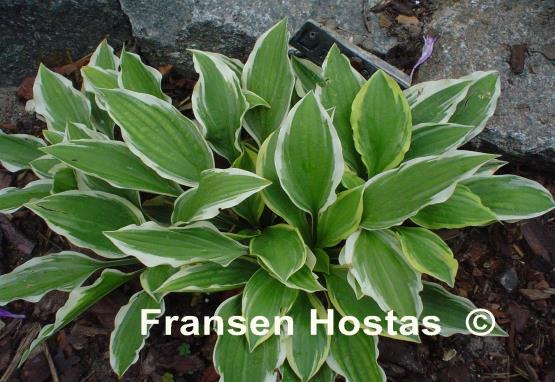 Hosta Little Star Struck